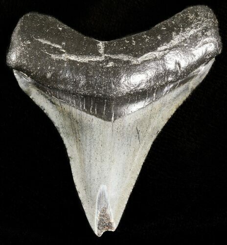 Juvenile Megalodon Tooth - South Carolina #45850
